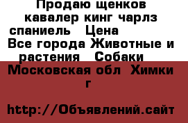 Продаю щенков кавалер кинг чарлз спаниель › Цена ­ 40 000 - Все города Животные и растения » Собаки   . Московская обл.,Химки г.